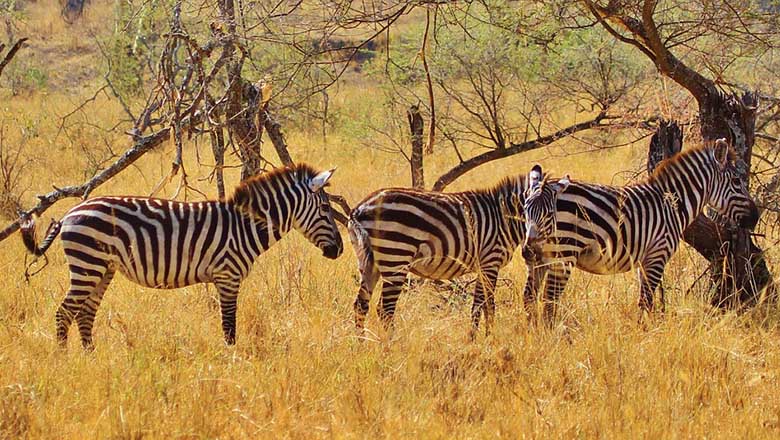 Zebras are most familiar animals to people.